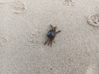 crab on the beach