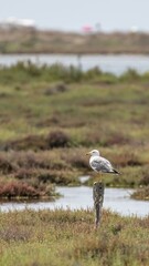 Seagull perched on a post in a wetland area