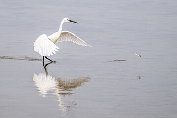 Obraz premium Egret with wings spread hunting a fish in shallow water