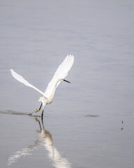 Egret with wings outstretched hunting a fish in shallow water