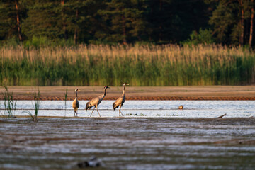 Trzy czaple wieczorową porą  © Marcin
