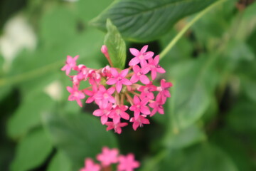 Kleine rosa Blüten vor grünem Blätterhintergrund