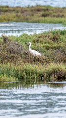 Fototapeta premium Egret standing in marshland