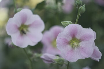close up of pink flower