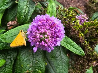 purple flower with butterfly
