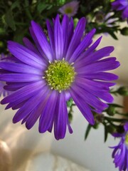 purple aster flower