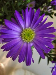 close up of a flower