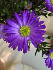 purple aster flowers