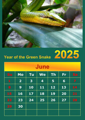 Illustration of a wall calendar 2025 of the Green Snake.
