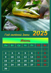 Illustration of a wall calendar 2025 of the Green Snake.