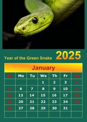 Illustration of a wall calendar 2025 of the Green Snake.