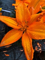 orange lily flower