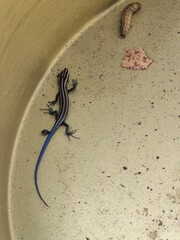 blue tail skink lizard