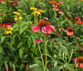 red and yellow flowers