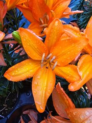 orange lily in the garden