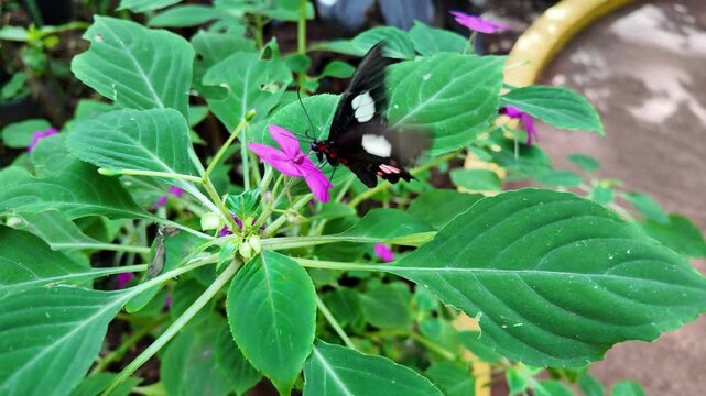 mariposas en slowmotion