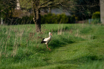 Bocian na spacerze  © Marcin