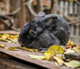 Black Rabbit