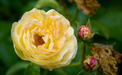 beautiful yellow blossom of a rose in summer, close up
