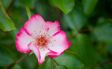 Obraz premium beautiful purple, magenta blossom of a rose in summer, close up
