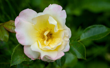 beautiful yellow blossom of a rose in summer, close up