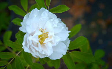 beautiful white blossom of a rose in summer, close up