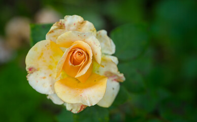 beautiful yellow blossom of a rose in summer, close up