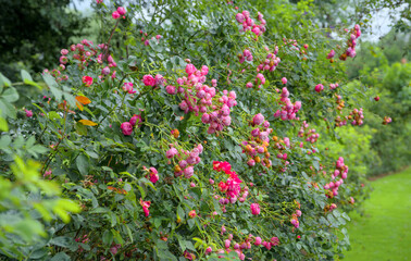 a beautiful bush of pink roses, rosa chinensis,  luxuriant blooming in summer
