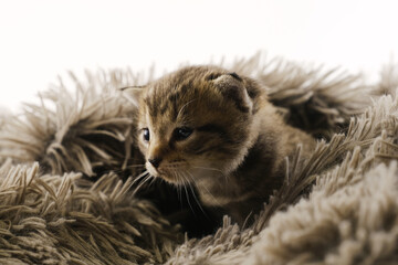 Naklejka premium Cozy baby kitten shows young cat in comfort of fuzzy blanket closeup.