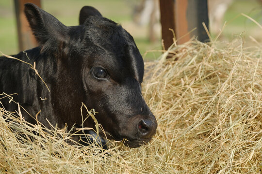 Calf resting in hay on cow farm closeup.