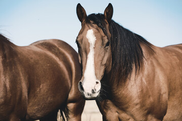 Obraz premium Bay mare horse on equine ranch in Texas closeup for rustic animal portrait.