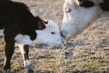 Mother's day agriculture concept with Hereford cow mom and baby cow or calf on farm closeup in...