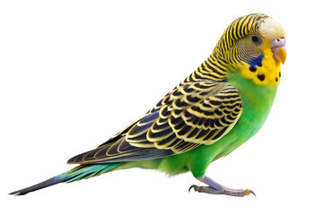Obraz premium Close-Up of Colorful Budgerigar Parrot Perched
