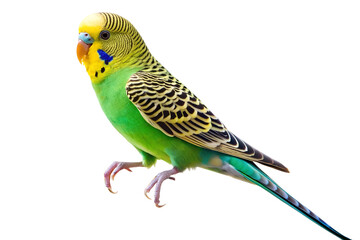 Fototapeta premium Close-Up of Colorful Budgerigar Parrot Perched