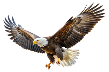 Fototapeta premium Close-Up Portrait of a Bald Eagle