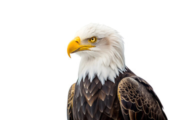 Obraz premium Close-Up Portrait of a Bald Eagle