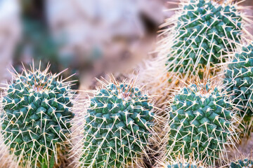 Macro close up of Echinopsis cactus, Cluster of Red Tom Thumb Cactus. Parodia Mairanana. Selective focus.