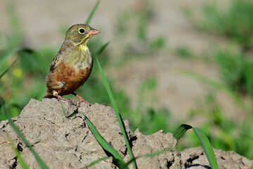 Ortolan (Emberiza hortulana) - Männchen // male