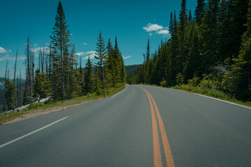 Fototapeta premium Forest Roadway Pine Trees