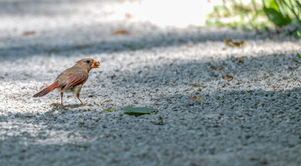Female northern cardinal holding a insect in its beak.