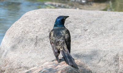 Closeup of a common grackle, the sunlight highlighting its colorful feathers.