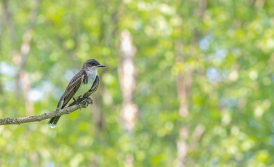 Closeup of an eastern kingbird perched on a tree branch.