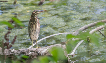 Close up of a green heron.