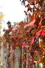 Beautiful street lamp in Adalar, Istanbul, Turkey, autumn.