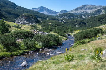 Fototapeta na wymiar Pirin Mountain around Banderitsa River, Bulgaria