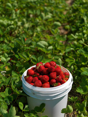 Strawberry Farm