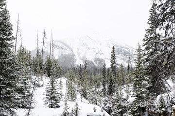 Snow covered mountain tops hidden behind a light fog with thick field snow in the foreground. Banff National Park during winter.