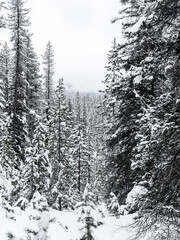 Distant snow covered pines in Banff National Park, Canadian Rocky Mountains. Portrait format.