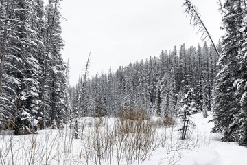 Snow covered pines in Banff National Park, Canadian Rocky Mountains. Landscape format.