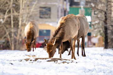 Young Elk eating vegetation in a snowy field, Banff National Park, Alberta Canada. Downtown Canmore visible in distance.